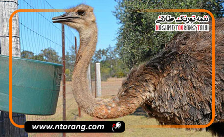 برنامه تغذیه مرحله‌ای برای شترمرغ‌های گوشتی و تخم‌گذار